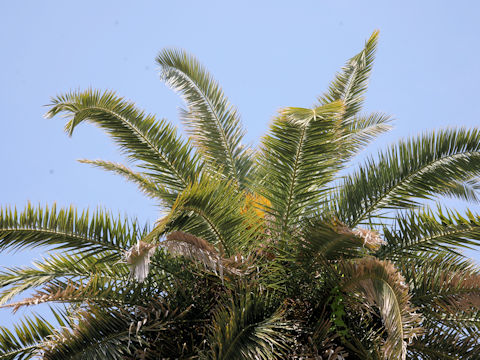 カナリーヤシ (Phoenix canariensis)