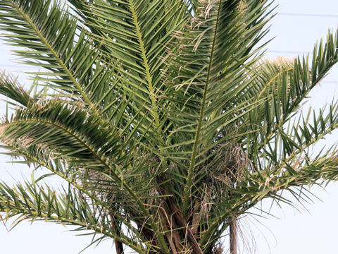カナリーヤシ (Phoenix canariensis)