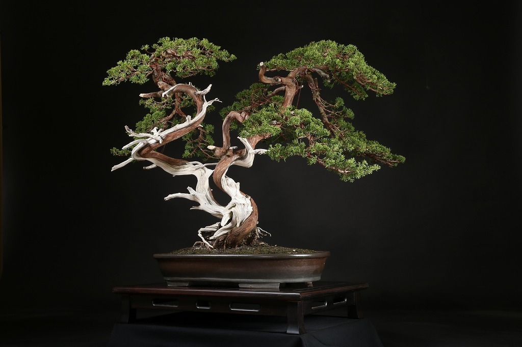 真柏 約150年 | 雨竹亭オンラインショップ