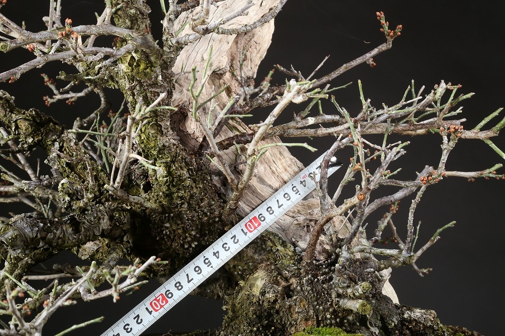 野梅（一重白花）約80年 | 雨竹亭オンラインショップ