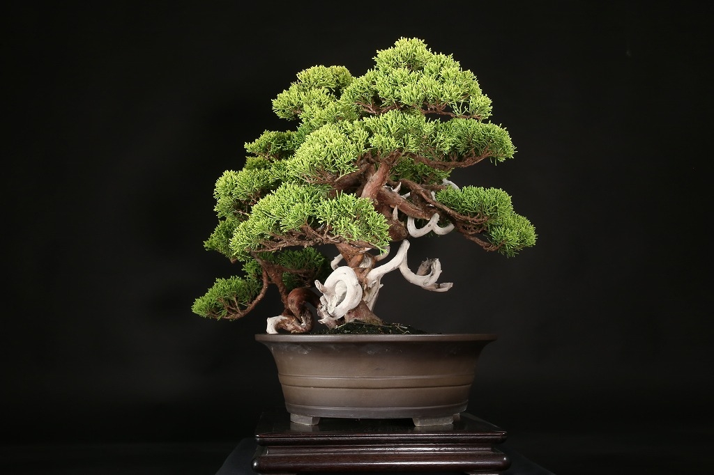 黄金真柏 約60年 | 雨竹亭オンラインショップ