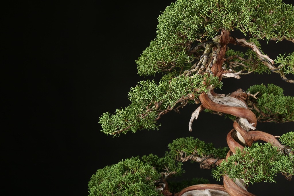 糸魚川真柏 約70年 | 雨竹亭オンラインショップ