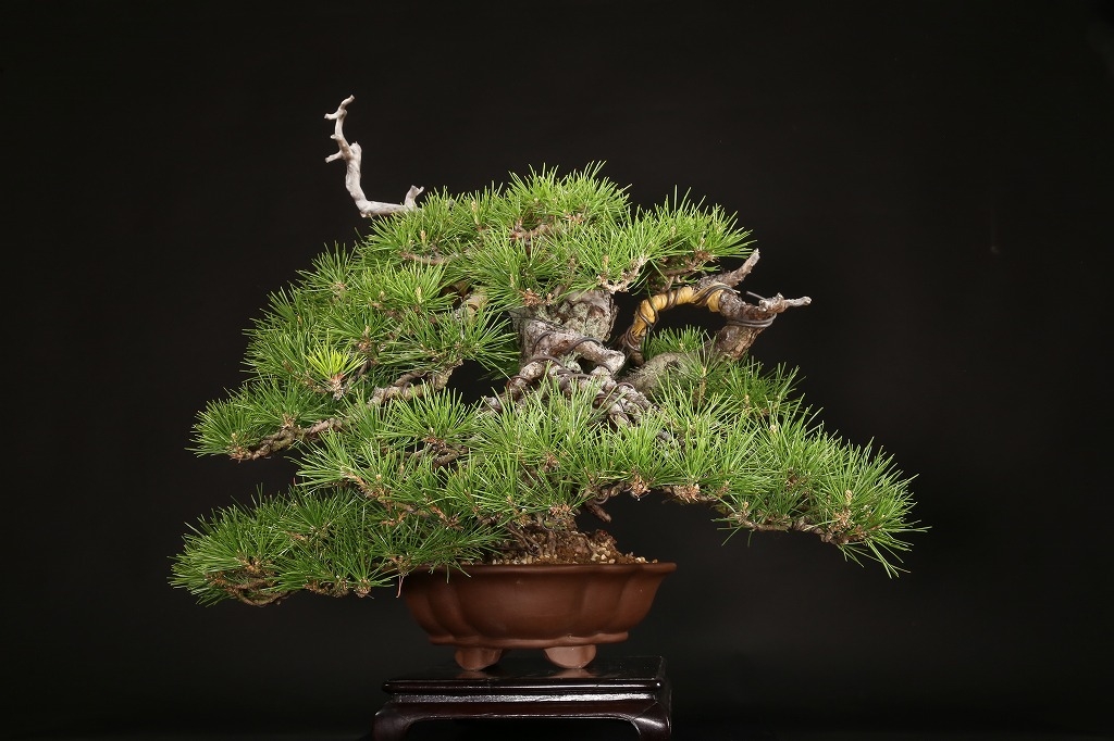 黒松 約70年 | 雨竹亭オンラインショップ