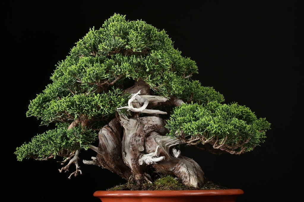 糸魚川真柏 高さ50〜60cm 素材 3本のみ 【公式通販】