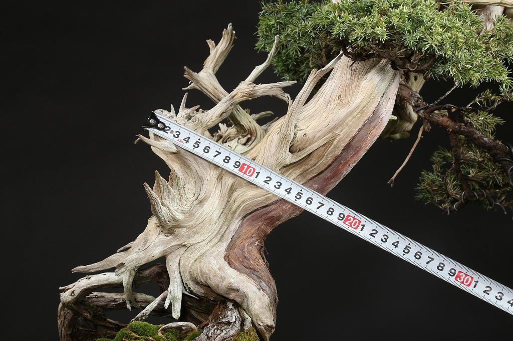 杜松 約150年 | 雨竹亭オンラインショップ