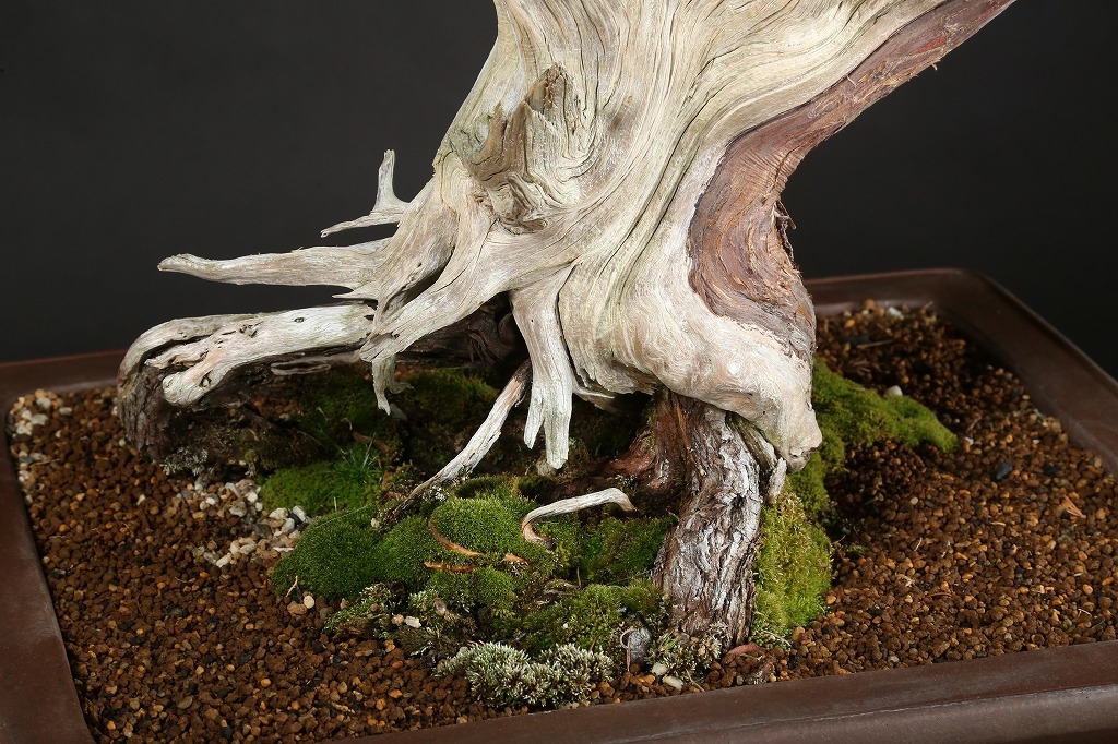 杜松 約150年 | 雨竹亭オンラインショップ