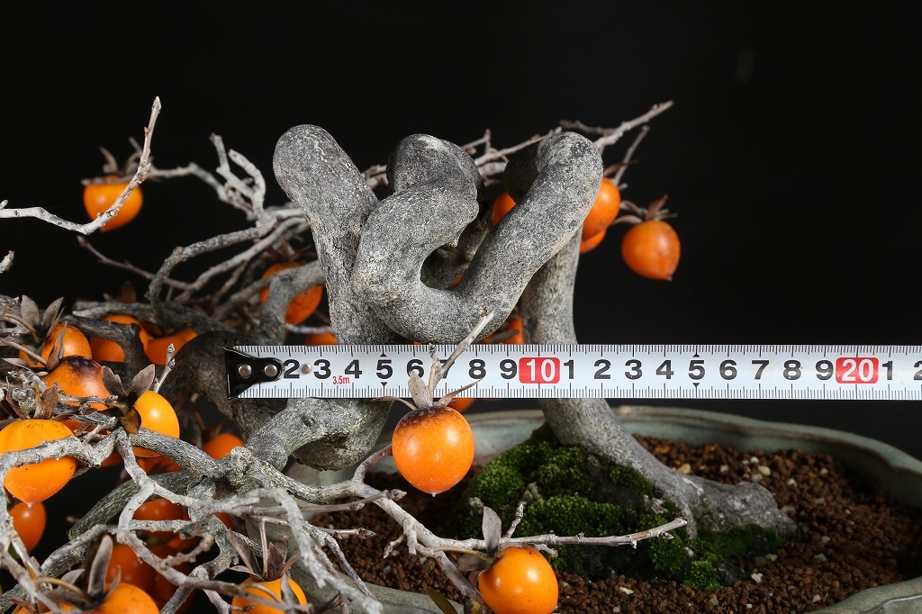 老爺柿 約50年 | 雨竹亭オンラインショップ