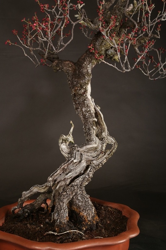 緋梅 約80年 | 雨竹亭オンラインショップ