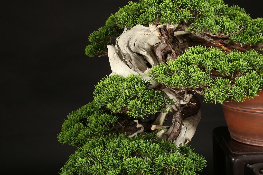 真柏 約120年 | 雨竹亭オンラインショップ