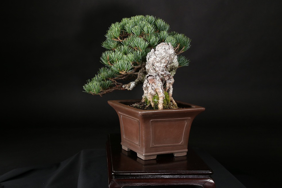 五葉松 約80年 | 雨竹亭オンラインショップ