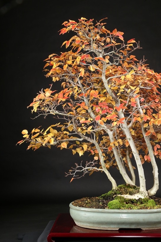 イワシデ 約60年 | 雨竹亭オンラインショップ