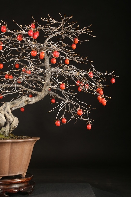 老爺柿 約70年 | 雨竹亭オンラインショップ