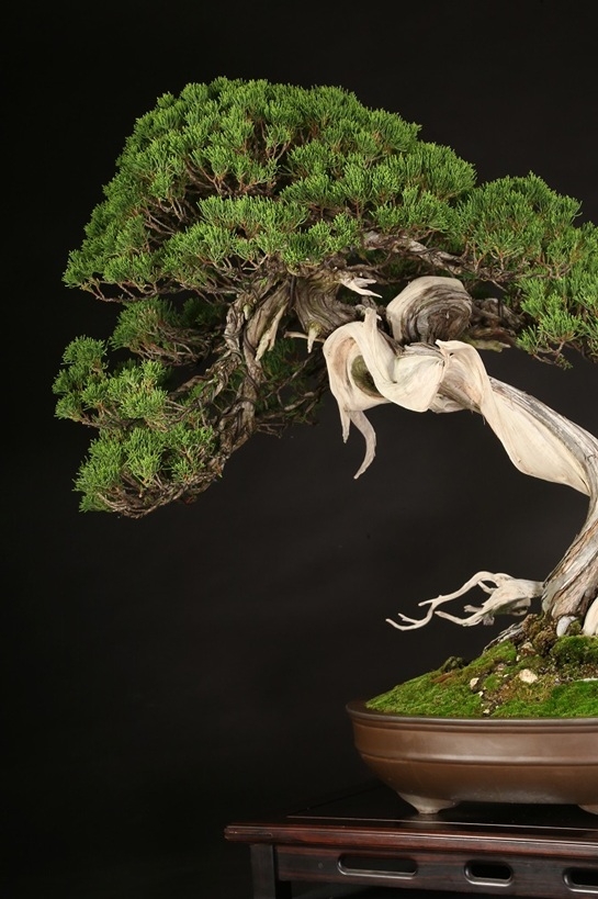 真柏 約200年 | 雨竹亭オンラインショップ