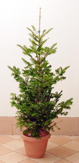 モミの木 クリスマスツリー といえばモミの木です。