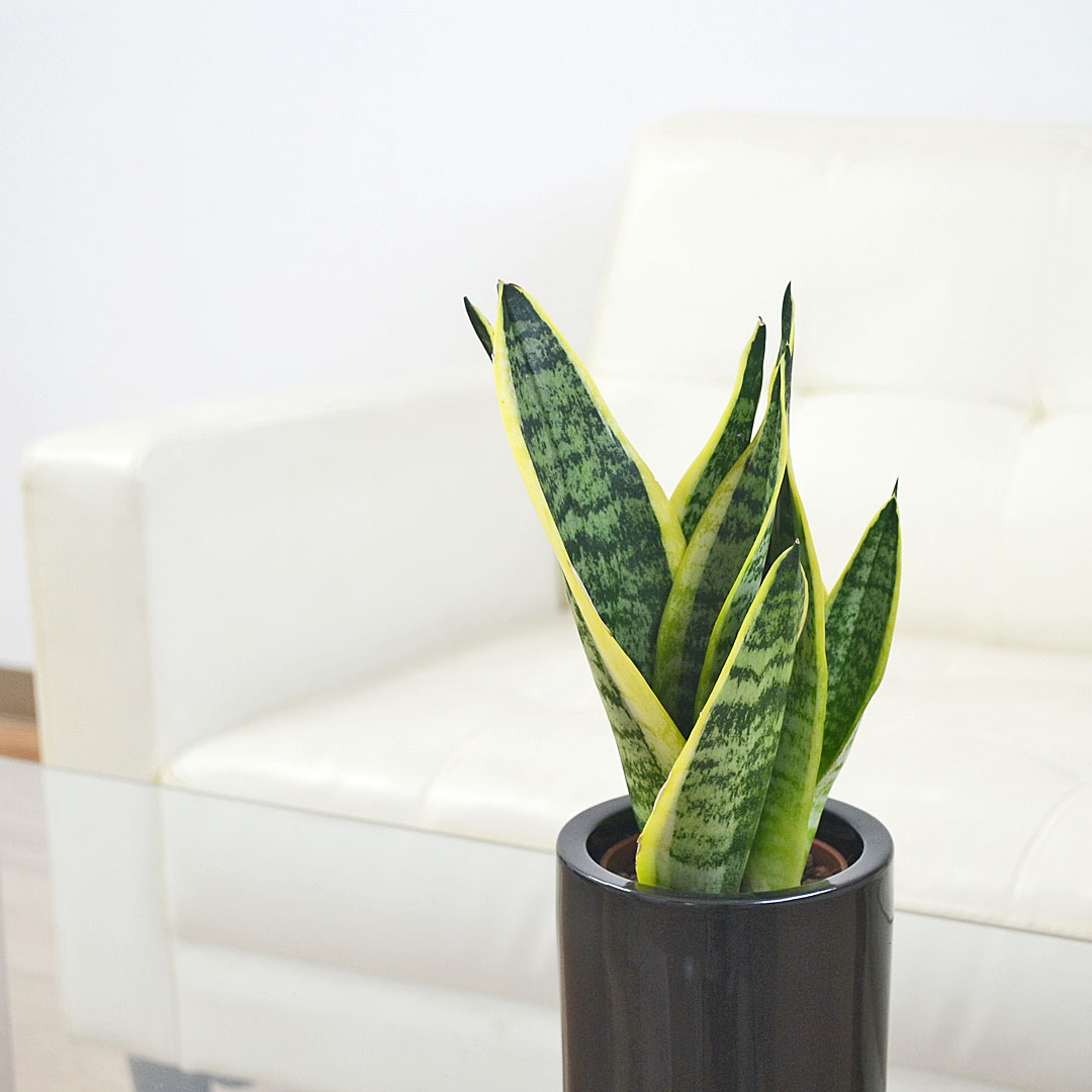 観葉植物の販売・ギフトならフラワーコーポレーション / 観葉植物 ミニ