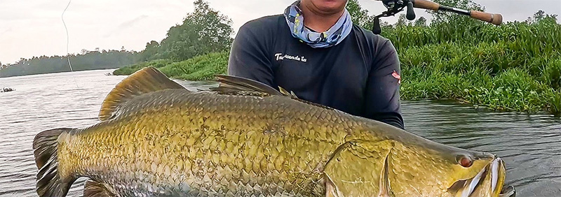 TRANSCENDENCE/トランスセンデンス】LateBloomings Zinia56+（LB56