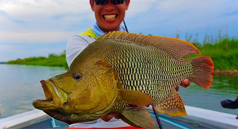 TRANSCENDENCE/トランスセンデンス】LateBloomings Zinia56+（LB56