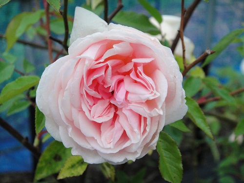 オールドローズ四季咲き大苗 ブラッシュノアゼット バラ苗販売