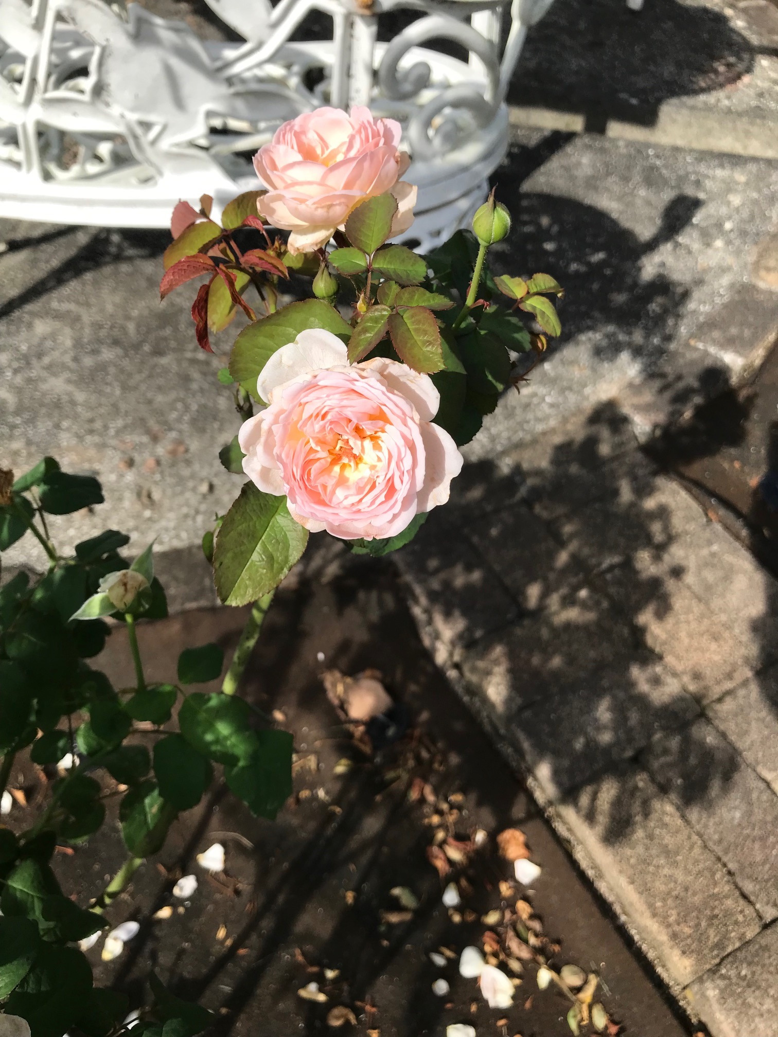 廃盤イングリッシュローズ大苗 シャリファ アスマ Herb&Rose バラ苗