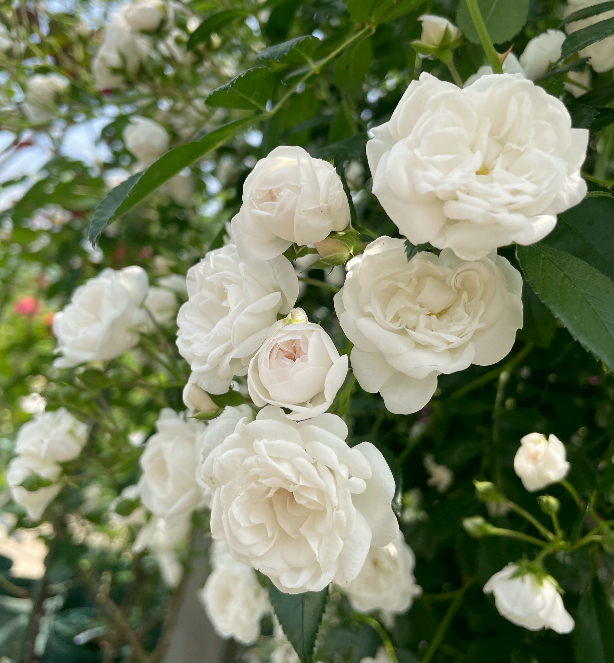 デプレアフルールジョーヌ/ノアゼット系/四季咲き/バラ大苗 販売/Herb