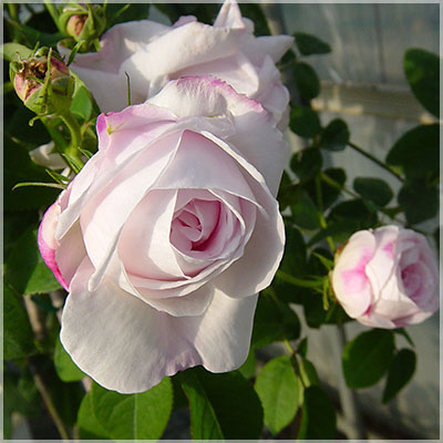 相原バラ園 / ジュノー（ケンティフォリア）【7号鉢】