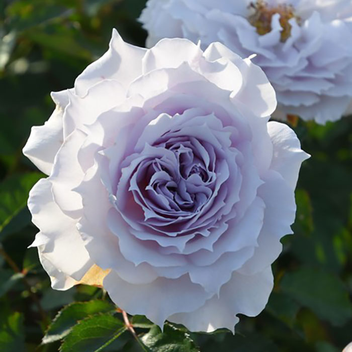 相原バラ園 / ＊ウンディーネ（ロサ・オリエンティスP）【大苗】