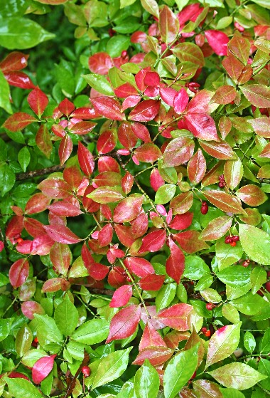 四季の山野草（ニシキギ）