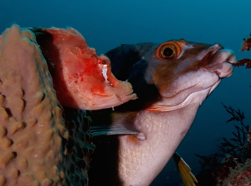 新江ノ島水族館でレアなナミダカサゴの展示開始 - PADIスキューバ