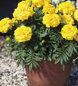 マリーゴールド | ムラカミシード