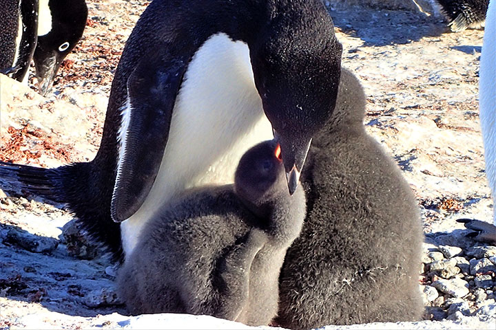 観測・設営計画｜南極観測｜国立極地研究所