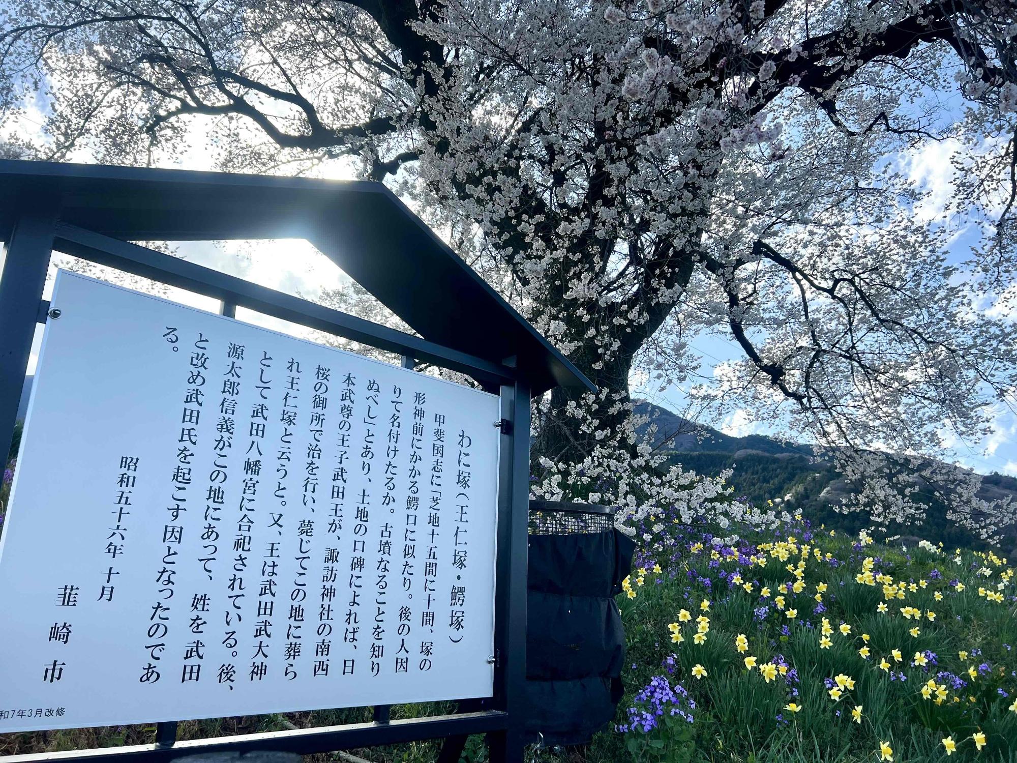 わに塚のサクラ」の開花情報（2025年)／韮崎市観光協会