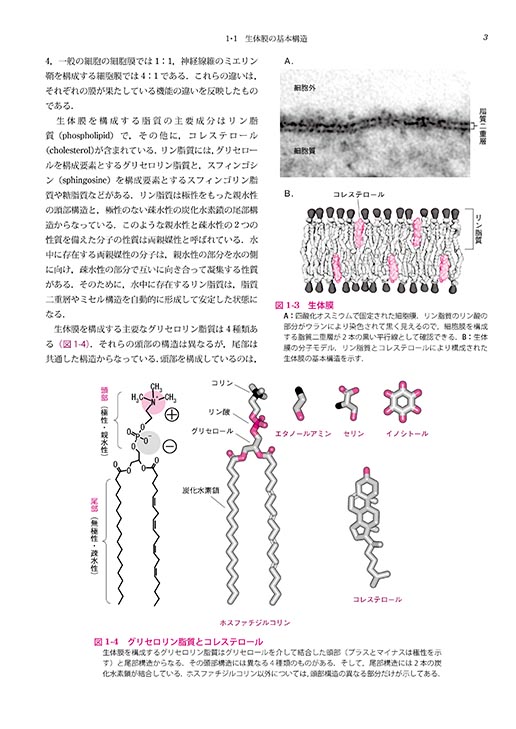 書籍紹介＞ 図解 分子細胞生物学（浅島 誠・駒崎伸二 共著）【生物学】