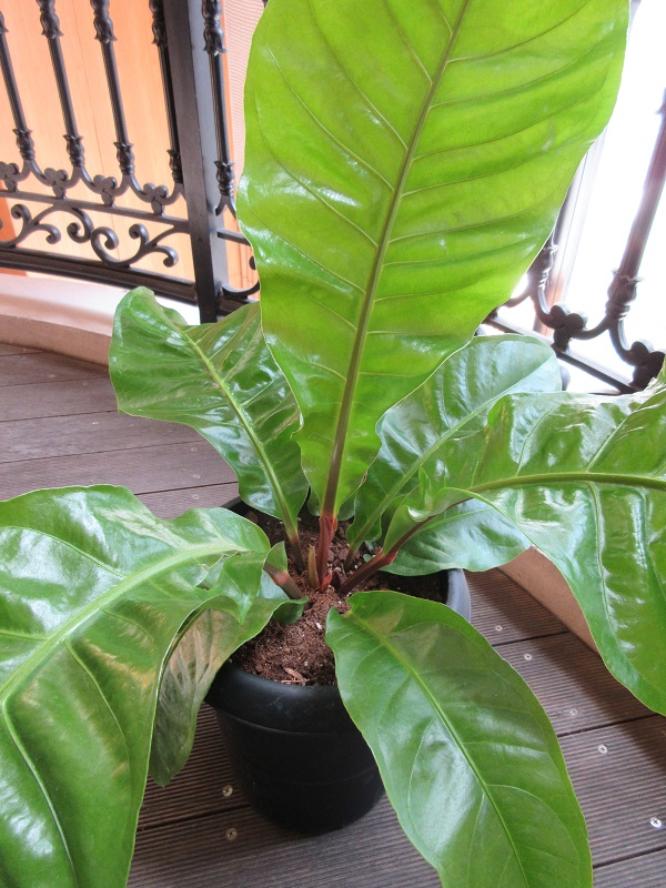 原種系の激レアアンスリウム お値段よりワンランク上のフラワーギフト