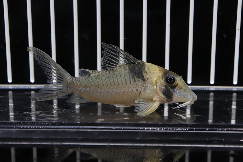 淡水魚】激レア コリドラス セルラータスsp var ロングノーズ ワイルド