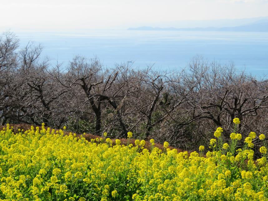 二宮町吾妻山公園で菜の花が見頃です - 神奈川県ホームページ