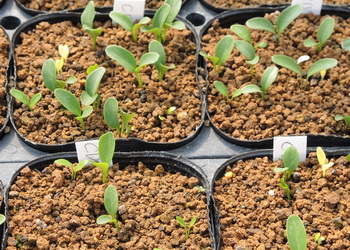 クリスマスローズ初心者のための発芽苗植え付け方法