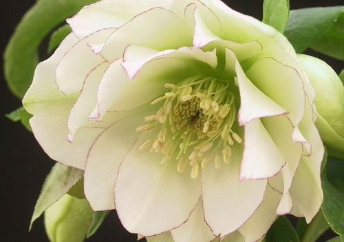 究極のクリスマスローズ 糸ピコティダークネクタリー＆糸ピコティダブル