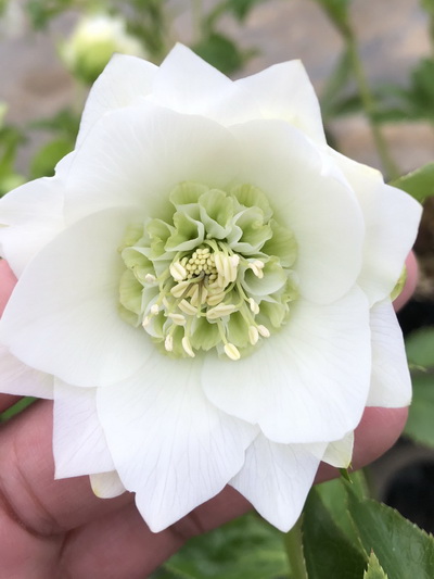 クリスマスローズのダブル（八重） 種通信販売 ＞ 新発売 クリスマス