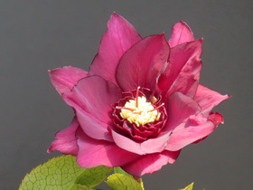 WAKAIZUMI-FARM クリスマスローズの新着情報