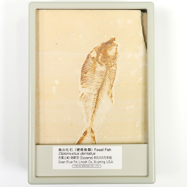 魚の化石（Green River Fm.）｜化石販売・鉱物販売の東京サイエンス