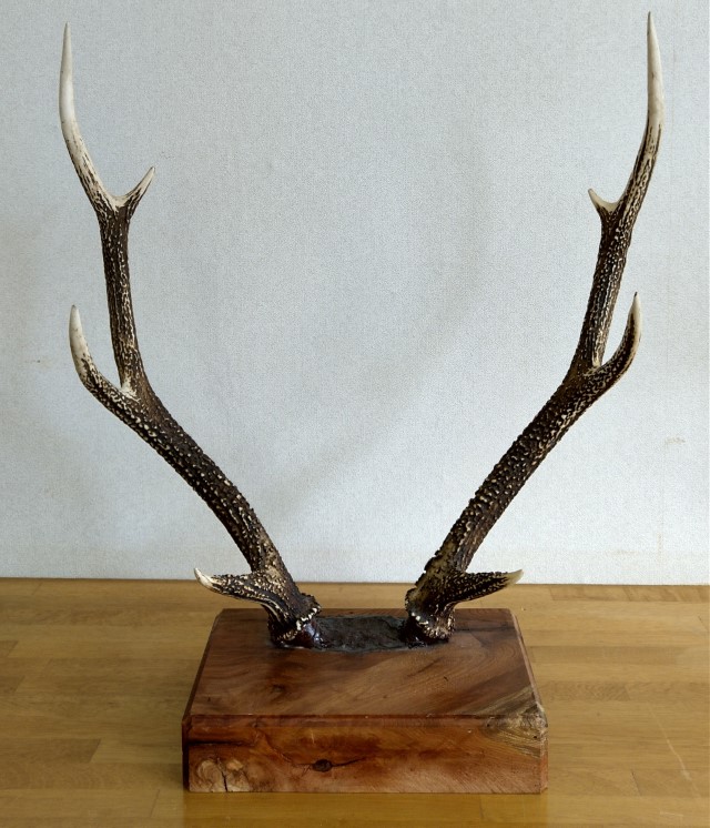 鹿の角　大型ペア　 台座付き　自然素材　一点物　信州森の野生鹿 森のおとしもの(5)鹿の角（大）台付き＜インテリア 民芸品 工芸品
