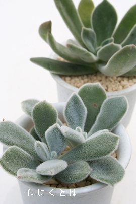 フロスティー、プルビナータフロスティー,エケベリア属,エケベリアの