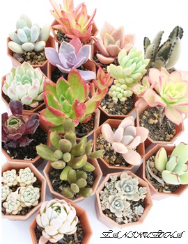 多肉植物の激安通販,多肉植物の激安販売,サボテンの激安販売,多肉植物