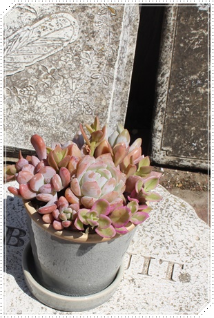 送料無料多肉植物の寄せ植え販売,おしゃれな多肉の寄せ植え,おしゃれな