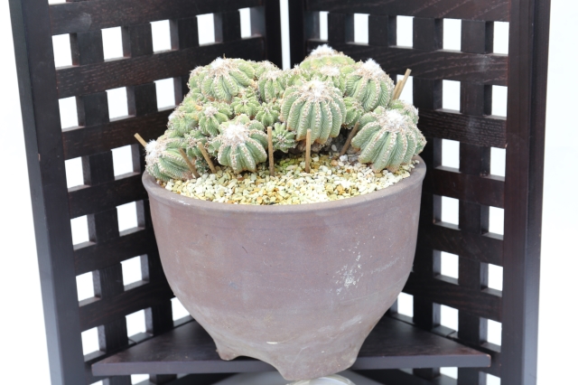 花籠 現地球 A2280☆アズテキウム リッテリー サボテン☆「送料無料