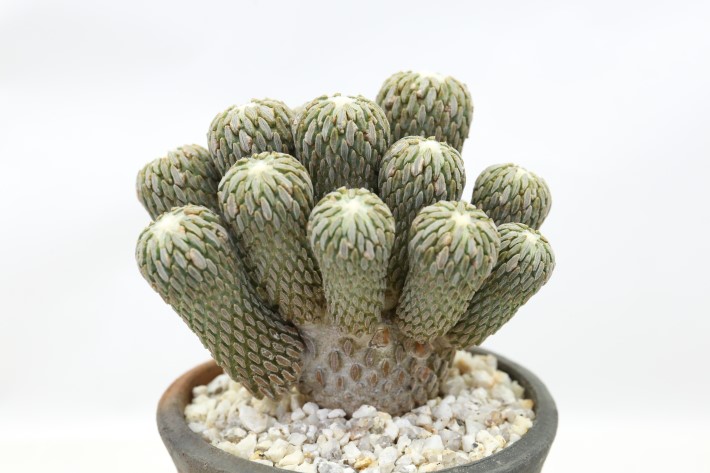 精巧丸 接ぎ降ろし群生type A3739☆ペレキフォラ サボテン☆「送料無料