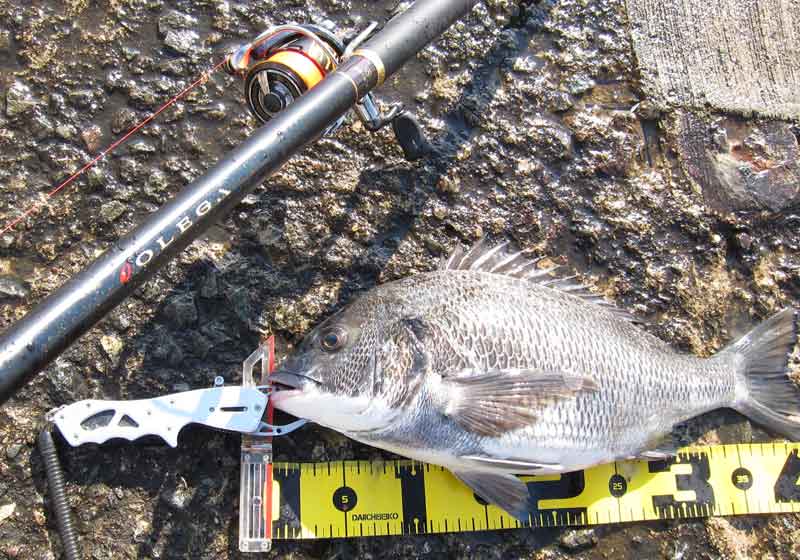 ダイワ オレガ一徹TS 1.5号-53V - フカセでチヌ！