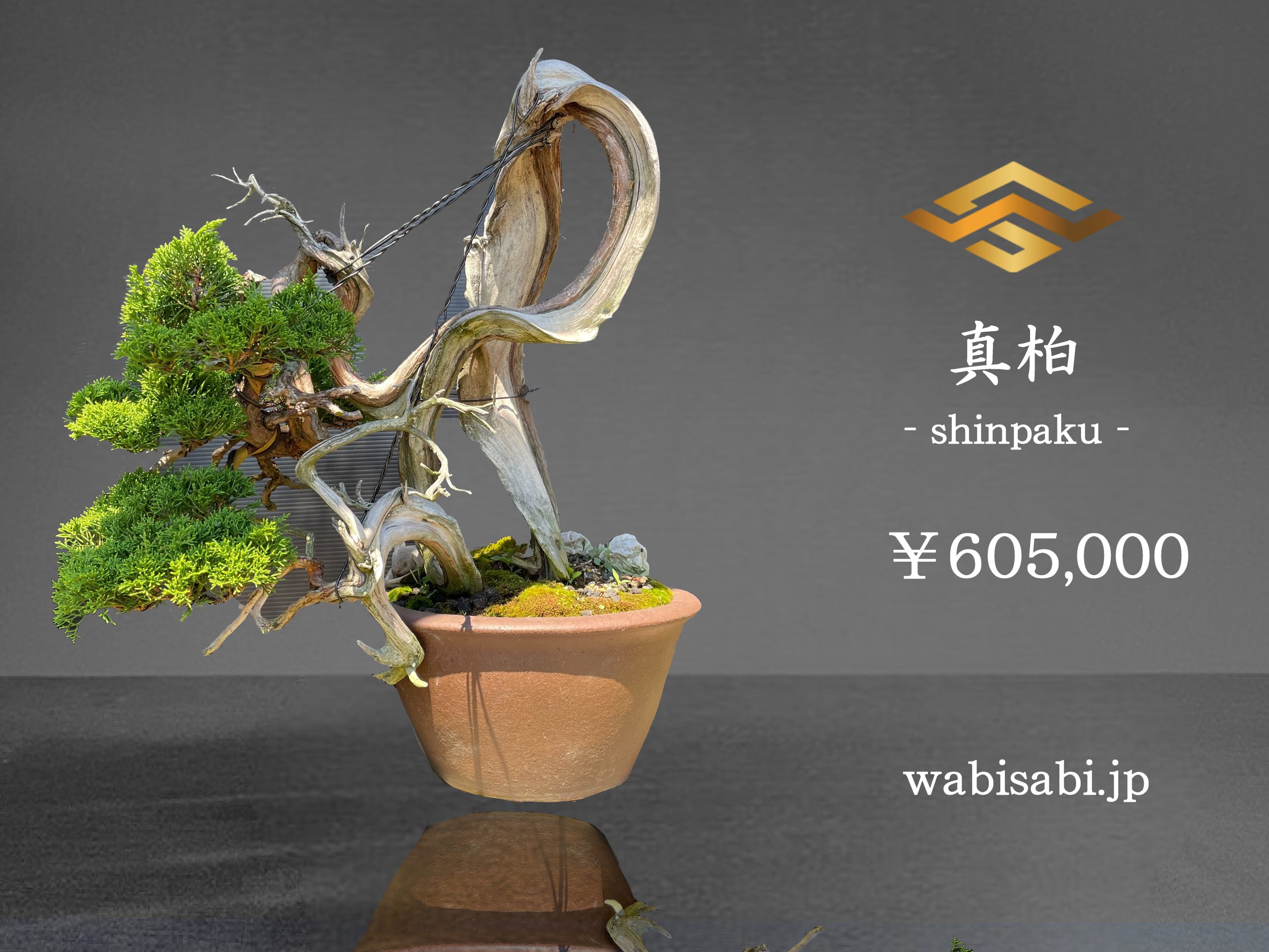 真柏 - WabiSabi.jp