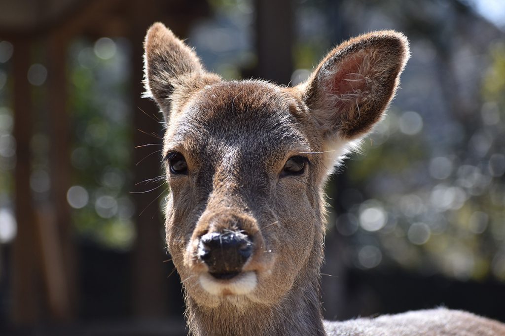 ホンシュウジカ | | 京都市動物園