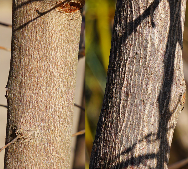 山採り自然樹形のエゴノキ販売 那珂市秋元園芸
